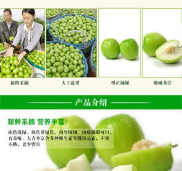 元謀鮮果香 蜜棗與大青棗，品味云南的陽光味道