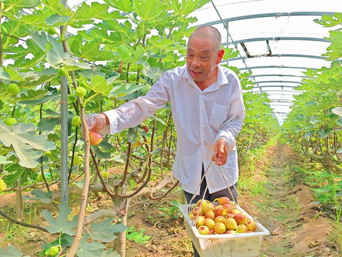 河北望都 種下無花果，結出“致富果”