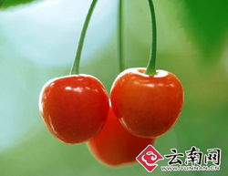 干旱減產致云南本地水果價格攀升，新鮮零售市場迎來挑戰