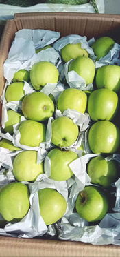 廣南國際物流綜合貿易中心迎來新活力 新水果批發市場正式進駐，引領新鮮水果零售新篇章